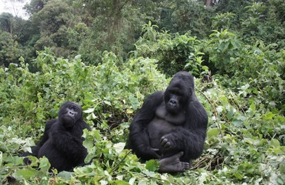 Congo Gorilla Trekking